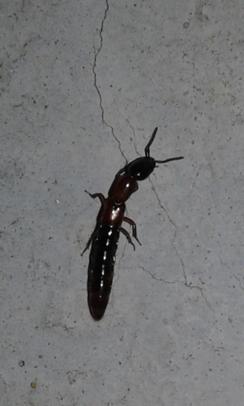 Staphylinidae: Xantholinus sp. cfr. elegans